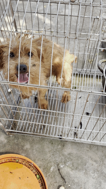 Chó Poodle đực 5 tháng tuổi. Mua bán Chó tại Huyện Vũ Thư Thái Bình được đăng bởi Huy Anh hình 1