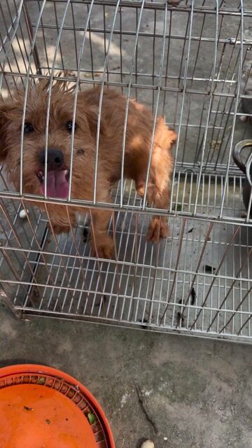 Chó Poodle đực 5 tháng tuổi. Mua bán Chó tại Huyện Vũ Thư Thái Bình được đăng bởi Huy Anh hình 1