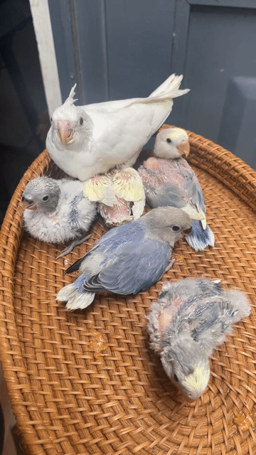 Vẹt Love bird, Cockatiel đa màu Non. Mua bán Chim tại Quận Sơn Trà Đà Nẵng được đăng bởi Vu Nguyen hình 1