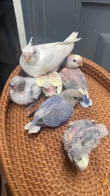 Vẹt Love bird, Cockatiel đa màu Non. Mua bán Chim tại Quận Sơn Trà Đà Nẵng được đăng bởi Vu Nguyen hình 1