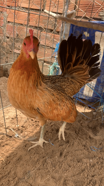 Gà Mỹ Kenso Vàng Chân xanh Cái. Mua bán Gà tại Quận 6 Tp Hồ Chí Minh được đăng bởi Nam Trại Gà Nhập Tre Nồi Đá Thomo  hình 1