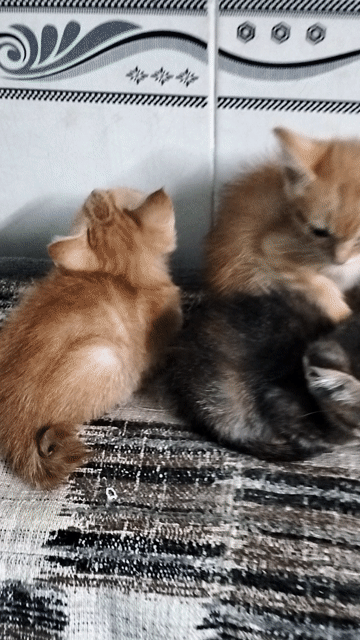 Mèo Anh lai mèo ta Vàng, đen, nâu dưới 3 tháng. Mua bán Mèo tại Quận 7 Tp Hồ Chí Minh được đăng bởi Cẩm anh hình 1