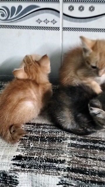 Mèo Anh lai mèo ta Vàng, đen, nâu dưới 3 tháng. Mua bán Mèo tại Quận 7 Tp Hồ Chí Minh được đăng bởi Cẩm anh hình 1