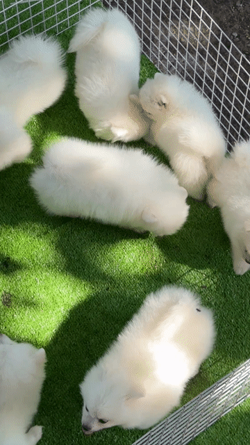 Chó Pomeranian Trắng Đã tiêm phòng Đáng yêu. Mua bán Chó tại Huyện Bình Chánh Tp Hồ Chí Minh được đăng bởi Ken péthop hình 1