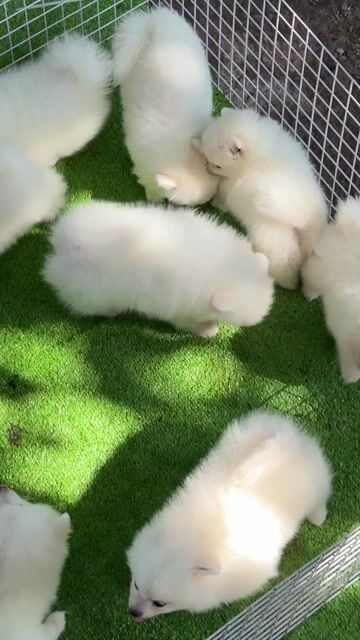 Chó Pomeranian Trắng Đã tiêm phòng Đáng yêu. Mua bán Chó tại Huyện Bình Chánh Tp Hồ Chí Minh được đăng bởi Ken péthop hình 1