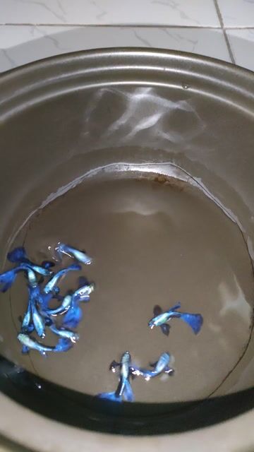 Cá Rồng Xanh tím. Mua bán Thú cưng khác tại Quận Bình Tân Tp Hồ Chí Minh được đăng bởi Minh hình 1