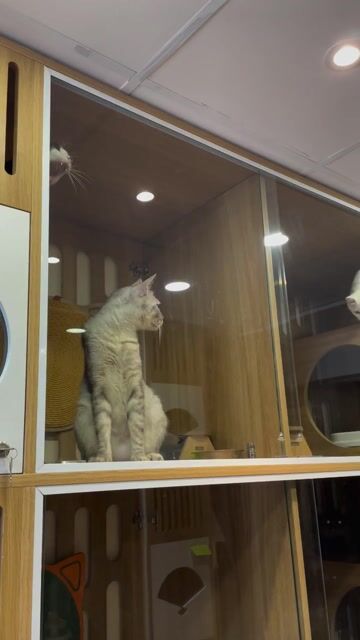 Chuồng thú cưng gỗ cao su 90%. Mua bán Phụ kiện, Thức ăn, Dịch vụ tại Quận 10 Tp Hồ Chí Minh được đăng bởi Nguyễn Phương Thảo hình 1