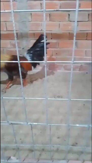 Gà chọi Đực nhiều màu. Mua bán Gà tại Huyện Mỏ Cày Bắc Bến Tre được đăng bởi Quốc minh Bùi hình 1