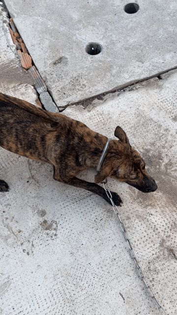 Chó Phú Quốc cái dưới 1 năm. Mua bán Chó tại Huyện Trảng Bom Đồng Nai được đăng bởi Anh hùng hình 1