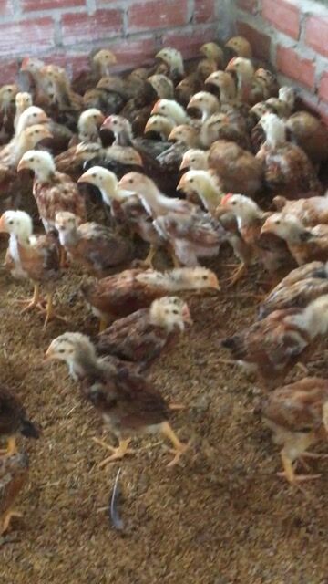 Gà ta 1 tháng tuổi 4 lạng. Mua bán Gà tại Huyện Xuân Lộc Đồng Nai được đăng bởi Bán gà ta giống  hình 1