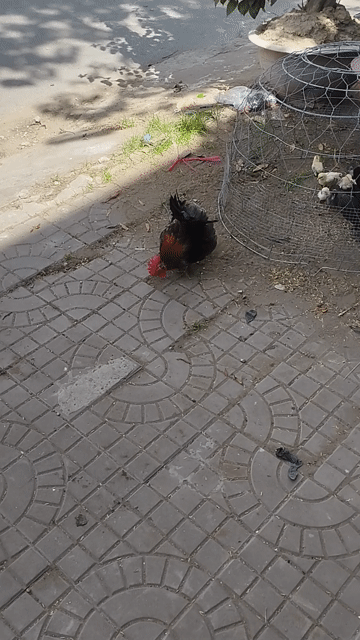 Gà Serama Xám điều Đực. Mua bán Gà tại Quận Cái Răng Cần Thơ được đăng bởi Lê Xuân Phước  hình 1