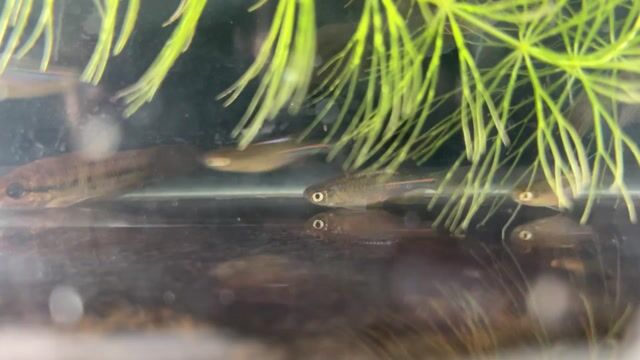 Cá Cảnh Danio Ngọc Trai Bao Đẹp. Mua bán Thú cưng khác tại Huyện Bắc Tân Uyên Bình Dương được đăng bởi Chim và Cá Cảnh Bình Dương hình 1