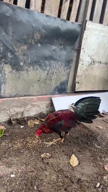 xanh 1kg550 1x có clip nhảy múa ae quan tâm ib. Mua bán Gà tại Huyện Bình Chánh Tp Hồ Chí Minh được đăng bởi thiên vũ hình 1