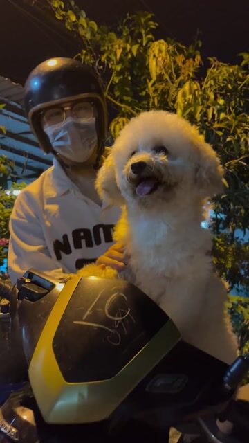 Bé nhà e muốn Phối giống giá hạt dẻ. Mua bán Chó tại Quận 12 Tp Hồ Chí Minh được đăng bởi Chấn Kiệt hình 1