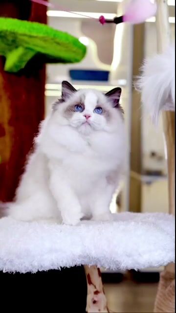 Ragdoll đực cái nhập, ssvn thuần 100% đẹp xuất sắc. Mua bán Mèo tại Thành phố Thủ Đức Tp Hồ Chí Minh được đăng bởi Âu Minh Huy hình 1