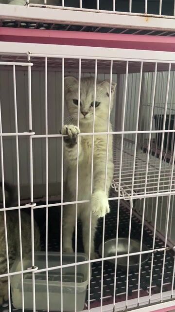 Mèo phối màu lạ 4 tháng. Mua bán Mèo tại Huyện Bình Chánh Tp Hồ Chí Minh được đăng bởi Trần Thảo Ngân hình 1