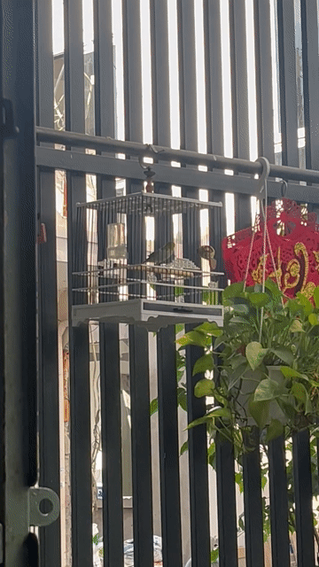 Bộ  Chim khuyên líu tốt trên 2 năm. Mua bán Chim tại Quận Bình Thạnh Tp Hồ Chí Minh được đăng bởi Mi vương  hình 1