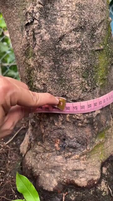 Cây cảnh phôi Mai vàng. Mua bán Cây cảnh, đồ trang trí tại Quận 7 Tp Hồ Chí Minh được đăng bởi Anh N hình 1