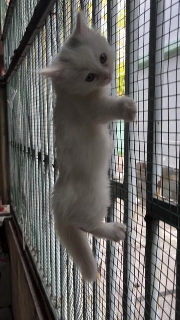 mèo anh lông dài đã tiêm 1 mũi vacxin. Mua bán Mèo tại Thành phố Thủ Đức Tp Hồ Chí Minh được đăng bởi Nhu Y Vo hình 1