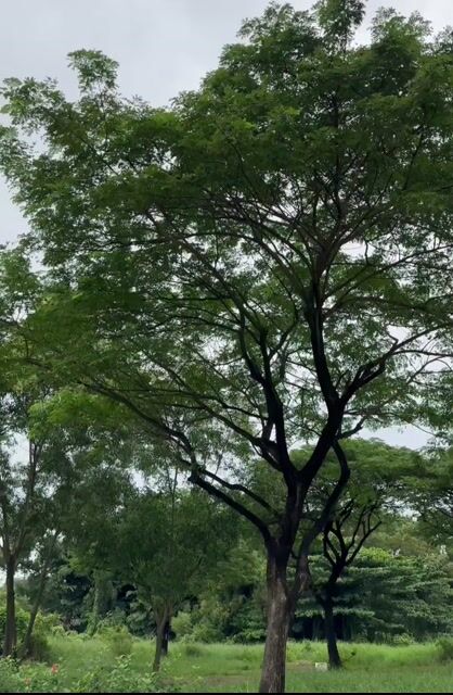 NVX155vva Smatkey BSTP CHÍNH CHỦ CÔNG CHỨG. Mua bán Xe máy tại Quận Gò Vấp Tp Hồ Chí Minh được đăng bởi Nguyễn Hoàng Mua Bán Xe hình 1