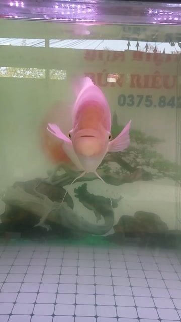 Cá phát tài Hồng 3kg Khỏe. Mua bán Thú cưng khác tại Thị xã Tân Uyên Bình Dương được đăng bởi Tuất hình 1