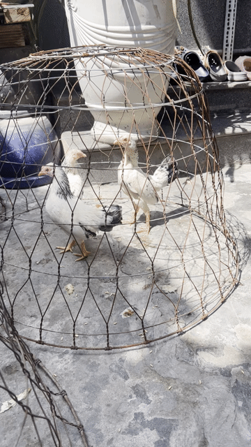 Gà con giống Chuối trống mái. Mua bán Gà tại Huyện Bình Chánh Tp Hồ Chí Minh được đăng bởi Liêu Hoàng Sang hình 1