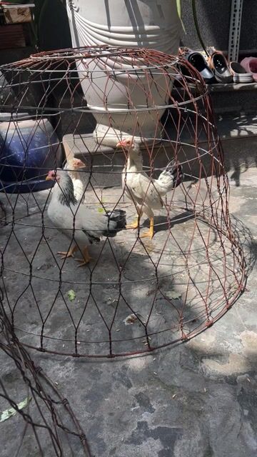 Gà con giống Chuối trống mái. Mua bán Gà tại Huyện Bình Chánh Tp Hồ Chí Minh được đăng bởi Liêu Hoàng Sang hình 1