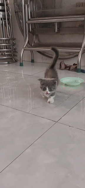Mèo Munchkin Cái Xám trắng 2 tháng. Mua bán Mèo tại Huyện Củ Chi Tp Hồ Chí Minh được đăng bởi Nguyễn Phước Lộc  hình 1