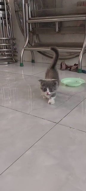 Mèo Munchkin Cái Xám trắng 2 tháng. Mua bán Mèo tại Huyện Củ Chi Tp Hồ Chí Minh được đăng bởi Nguyễn Phước Lộc  hình 1