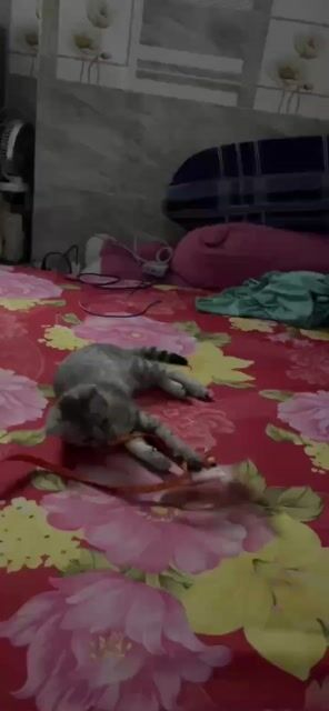 Mèo ALN lai ta Xám trắng. Mua bán Mèo tại Huyện Long Điền Bà Rịa - Vũng Tàu được đăng bởi Thanh Nghĩa hình 1