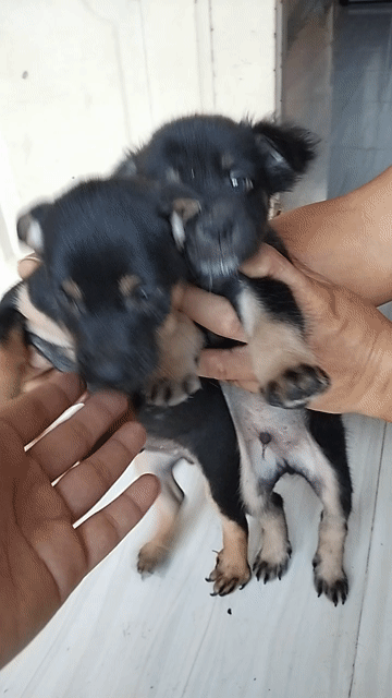 Chó con Đen, Nâu vàng. Mua bán Chó tại Huyện Dương Minh Châu Tây Ninh được đăng bởi Nguyễn Trọng Nhân hình 1
