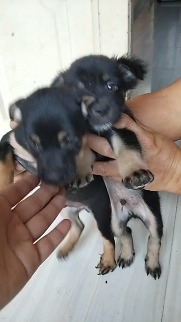 Chó con Đen, Nâu vàng. Mua bán Chó tại Huyện Dương Minh Châu Tây Ninh được đăng bởi Nguyễn Trọng Nhân hình 1