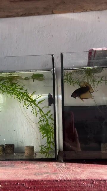 Cá két panda đủ size nhiều màu. Mua bán Thú cưng khác tại Quận Bình Tân Tp Hồ Chí Minh được đăng bởi Quỳnh Nhi Trần hình 1