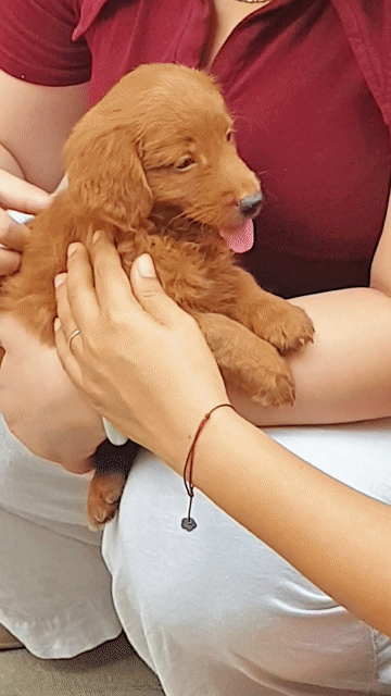 Golden nâu mặt đẹp cực dễ thương 2 tháng tuổi. Mua bán Chó tại Quận Tân Bình Tp Hồ Chí Minh được đăng bởi HƯNG LỘC PHÁT hình 1
