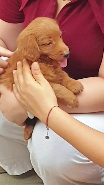 Golden nâu mặt đẹp cực dễ thương 2 tháng tuổi. Mua bán Chó tại Quận Tân Bình Tp Hồ Chí Minh được đăng bởi HƯNG LỘC PHÁT hình 1