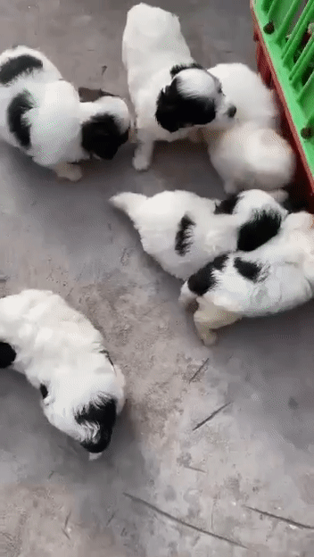 Chó Poodle lai Nhật Trắng kem. Mua bán Chó tại Huyện Chơn Thành Bình Phước được đăng bởi Cam Gjang Huynh hình 1