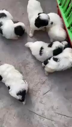 Chó Poodle lai Nhật Trắng kem. Mua bán Chó tại Huyện Chơn Thành Bình Phước được đăng bởi Cam Gjang Huynh hình 1