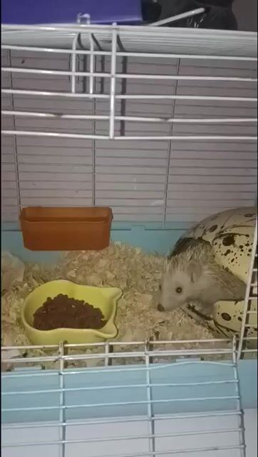 Nhím 3 tháng. Mua bán Thú cưng khác tại Thành phố Thuận An Bình Dương được đăng bởi Nguyễn Hoàng Trung hình 1