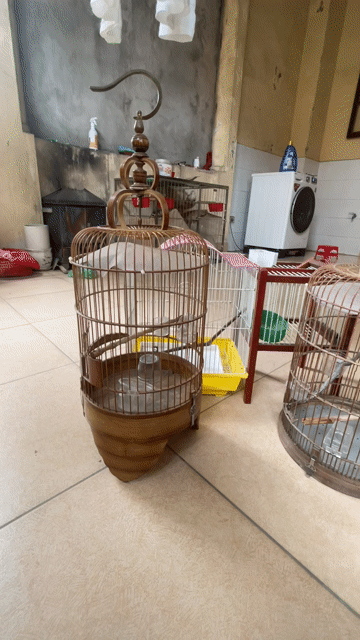 Bán nhanh, 350k, cả 4.. Mua bán Phụ kiện, Thức ăn, Dịch vụ tại Quận Bắc Từ Liêm Hà Nội được đăng bởi Hoàng Quốc Việt hình 1
