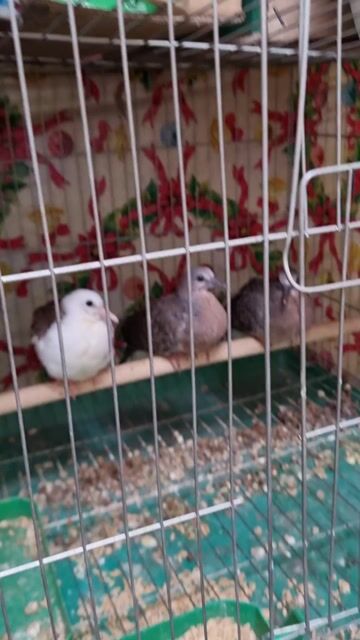 CHIM GÁY GIỌNG THỔ. Mua bán Chim tại Quận Hoàng Mai Hà Nội được đăng bởi BÁC VĂN hình 1