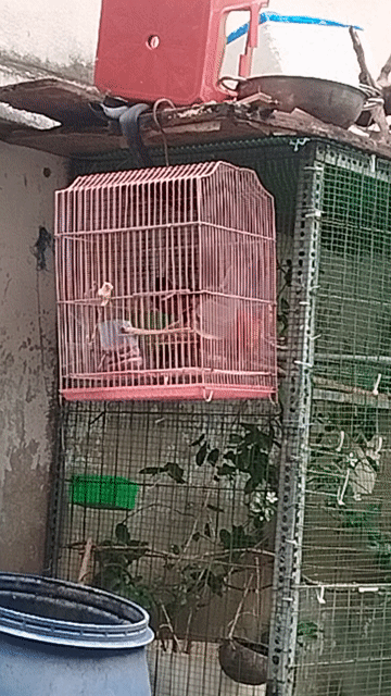 Chim Sáo nâu. Mua bán Chim tại Thành phố Thủ Đức Tp Hồ Chí Minh được đăng bởi khanh hình 1