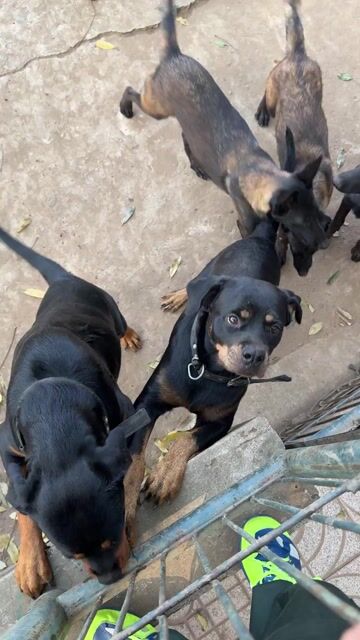 ra đi 3 bé cái. Mua bán Chó tại Thành phố Thủ Đức Tp Hồ Chí Minh được đăng bởi Lê Minh Thành hình 1