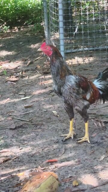 Gà mái 1.8kg điều mắt trắng độc đinh . Mua bán Gà tại Huyện Châu Thành Sóc Trăng được đăng bởi Gà  hình 1