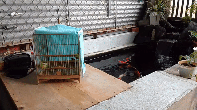 Chim Chích choè. Mua bán Chim tại Thành phố Biên Hòa Đồng Nai được đăng bởi Tên chưa cung cấp hình 1