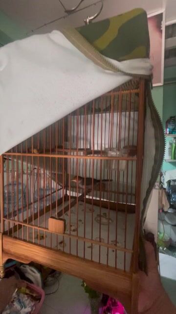 Chim sâu đầu đỏ chuyền lỡ trổ gần xong. Mua bán Chim tại Quận Tân Phú Tp Hồ Chí Minh được đăng bởi bim bim  hình 1