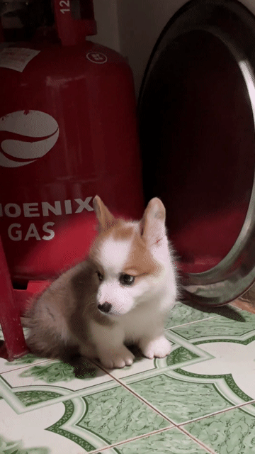 Chó Corgi đực 50 ngày tuổi đã tiêm 1 mũi. Mua bán Chó tại Quận Gò Vấp Tp Hồ Chí Minh được đăng bởi Hoang Nguyen Trong Anh hình 1
