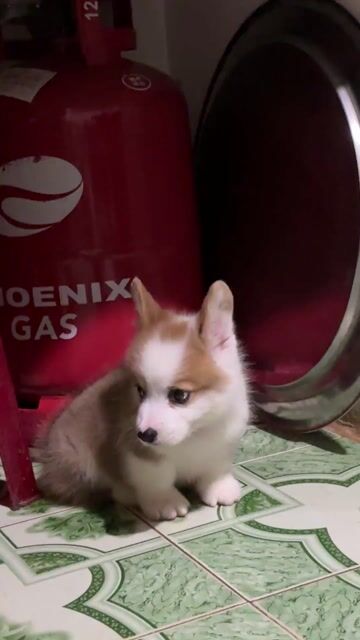 Chó Corgi đực 50 ngày tuổi đã tiêm 1 mũi. Mua bán Chó tại Quận Gò Vấp Tp Hồ Chí Minh được đăng bởi Hoang Nguyen Trong Anh hình 1