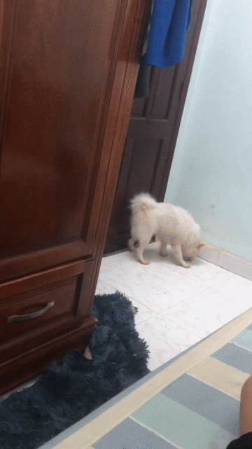 Chó Phốc Sóc Cái. Mua bán Chó tại Thành phố Vũng Tàu Bà Rịa - Vũng Tàu được đăng bởi Thang Mai hình 1