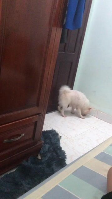 Chó Phốc Sóc Cái. Mua bán Chó tại Thành phố Vũng Tàu Bà Rịa - Vũng Tàu được đăng bởi Thang Mai hình 1