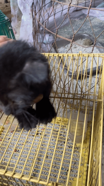 Mèo Anh lai tai cụp đen mun. Mua bán Mèo tại Huyện Bình Chánh Tp Hồ Chí Minh được đăng bởi Bách hoá Bird hình 1